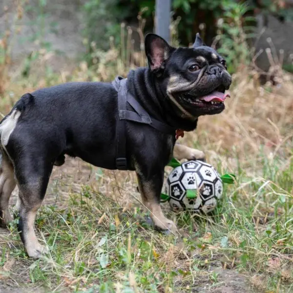 Il nostro simpatico ospite Giotto durante uno dei momenti di gioco in giardino nella nostra pensione per animali di catania