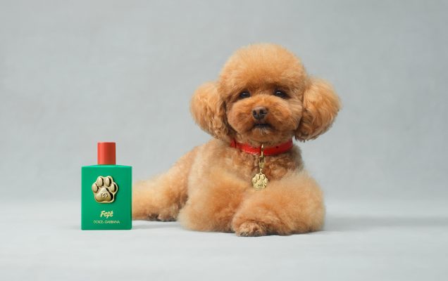 Scopri di più sull'articolo FEFE: Il Profumo di Lusso per Cani firmato Dolce & Gabbana – Tra Moda e Controversie